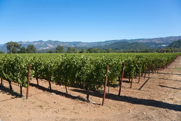 Wine Country Napa Valley Nappa Usa — Stock Photo, Image