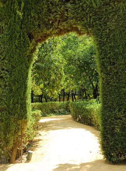 Boog Gebeeldhouwd Struiken Tuin Van Koninklijke Alcazar Sevilla — Stockfoto