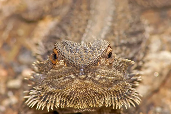 Бородатый Дракон Экзотическая Ящерица Рептилия — стоковое фото
