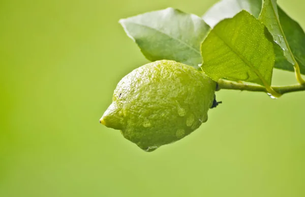 Lemon Tree Rain Green Background — Stock Photo, Image