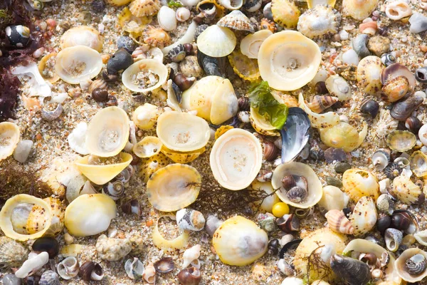 Close View Seashell — Stock Photo, Image
