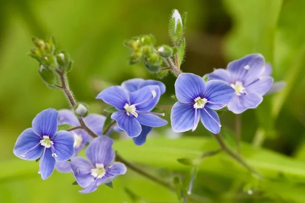 Natursköna Vackra Färgglada Glömma Mig Inte Blomma — Stockfoto