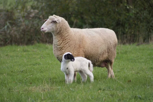 Schapen Grazen Een Weiland — Stockfoto