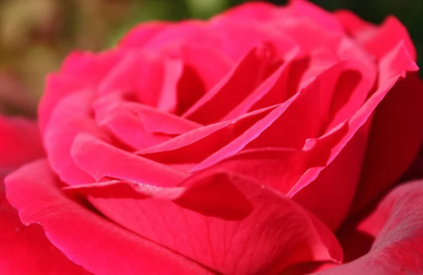 Olika Blommor Selektivt Fokus — Stockfoto