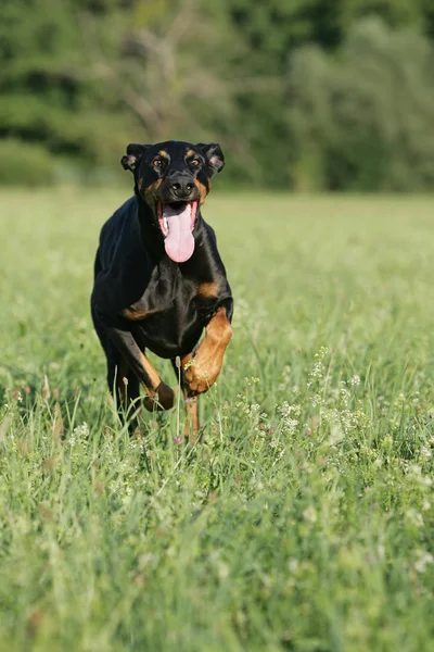 黑狗在草丛中奔跑 — 图库照片