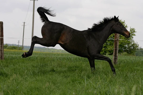 Cavalo Correndo Campo — Fotografia de Stock