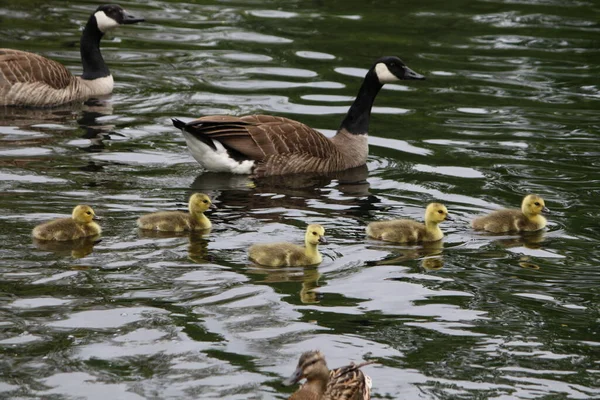 Canada Con Aves Jóvenes — Foto de Stock