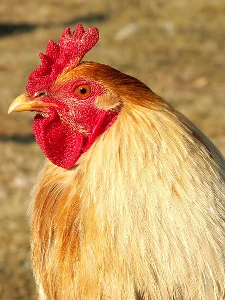 Aves Domésticas Granja —  Fotos de Stock