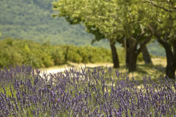Blooming Lavender Flowers Provence Filed — Stock Photo, Image