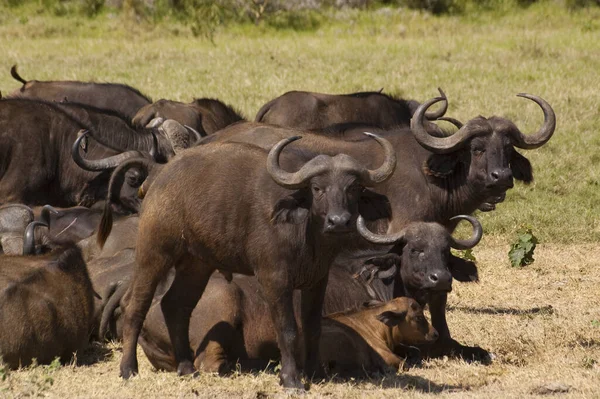 Stádo Buvolů Pasoucích Tanzanii — Stock fotografie