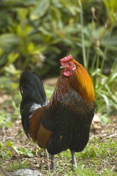 Großaufnahme Eines Huhns Auf Einem Feld — Stockfoto