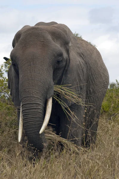Éléphant Mange Herbe Haute Tanzanie Afrique — Photo
