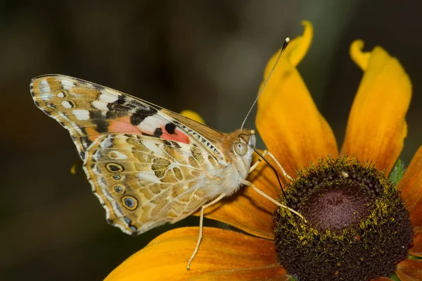 蜜で蝶の餌 — ストック写真