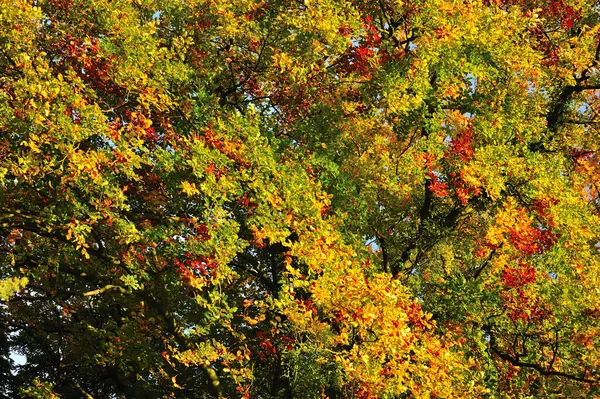 Uma Floresta Outono Mostrando Suas Cores Mergulhadores — Fotografia de Stock