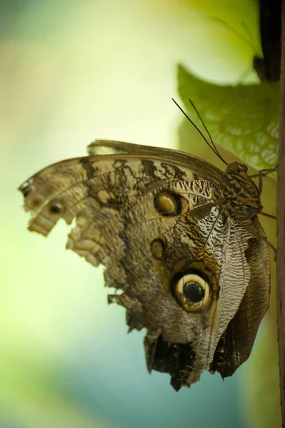 Papillon Sur Fond Jaune Vert — Photo