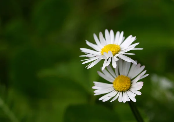 Daisy Full Bloom —  Fotos de Stock