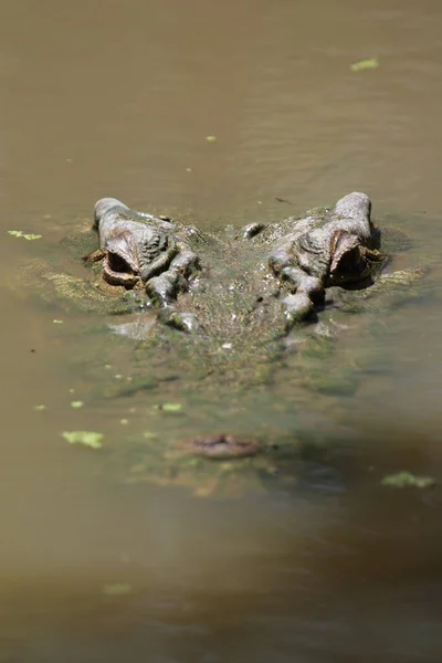 Krokodil Farliga Reptil Djur — Stockfoto