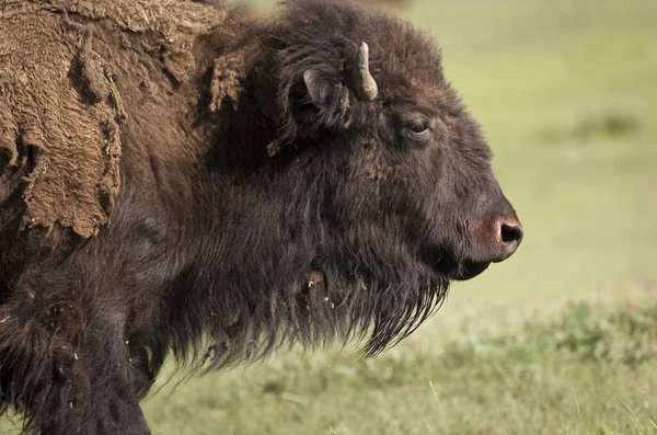 American Bison South Dakota Соединенные Штаты Америки — стоковое фото