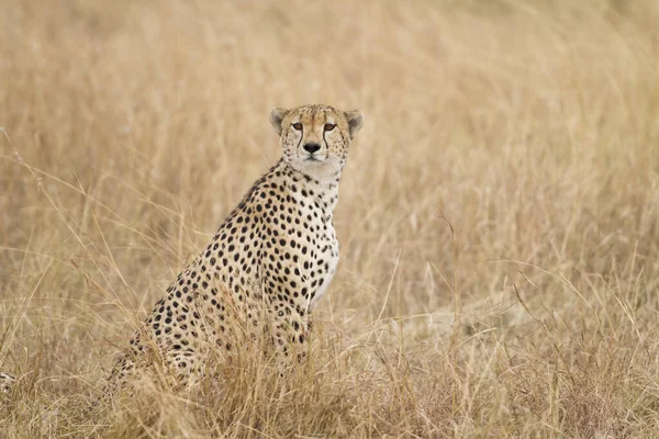 Chat Guépard Animal Sauvage — Photo