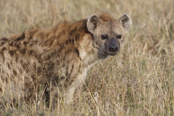 Hyena Masai Mara National Reserve Kenya Kelet Afrika — Stock Fotó
