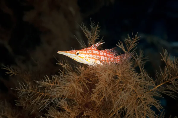 Langnasen Falkenfisch Roten Meer — Stockfoto