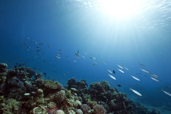Okyanus Resif Balık — Stok fotoğraf