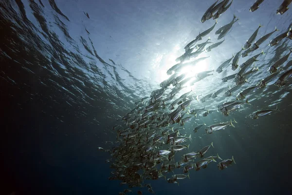 Striped Mackerel Ocean — Stock Photo, Image