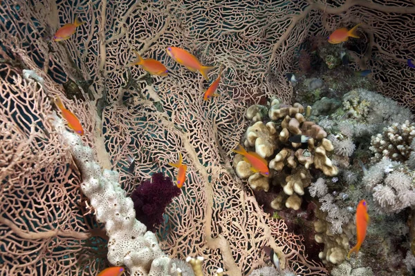 Океан Кораллы Рыба Пойманные Красном Море — стоковое фото