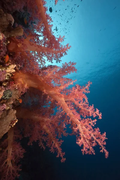Океан Кораллы Рыбы — стоковое фото