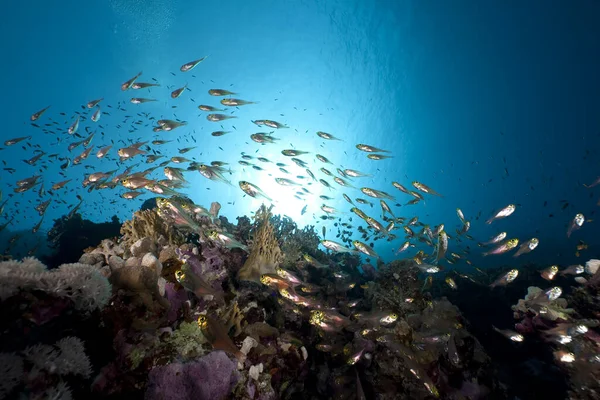 Arany Söprögetők Óceán — Stock Fotó