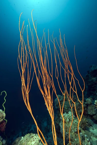 Whip Κοράλλια Και Ωκεανός Που Λαμβάνονται Στην Ερυθρά Θάλασσα — Φωτογραφία Αρχείου