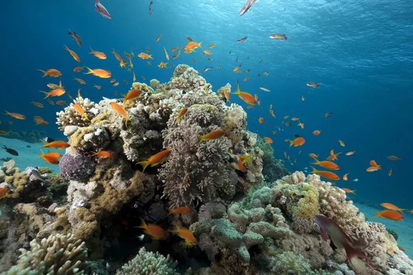 Vörös Tengeren Fogott Óceán Korall Hal — Stock Fotó