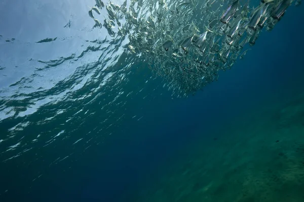 Csíkos Makréla Óceán — Stock Fotó