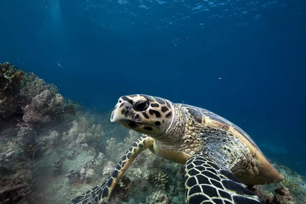 Черепаха Білявка Захоплена Червоному Морі — стокове фото