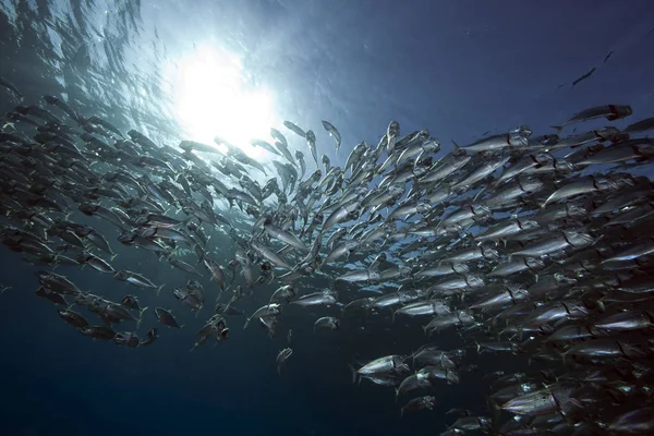 Striped Mackerel Ocean — Stock Photo, Image