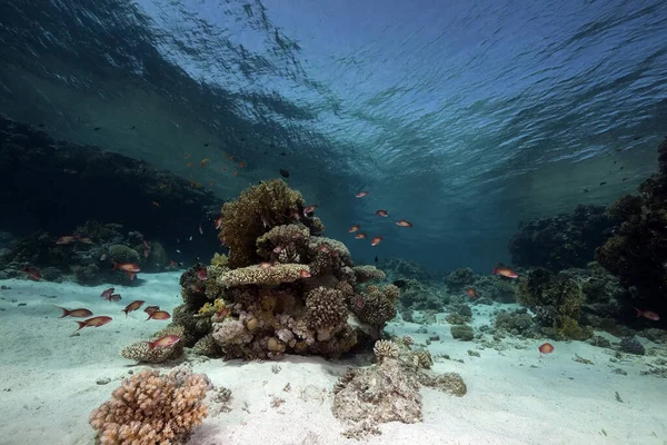 Океан Під Водою Корали Риби — стокове фото