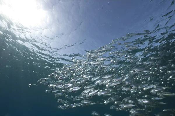 Striped Mackerel Ocean — Stock Photo, Image