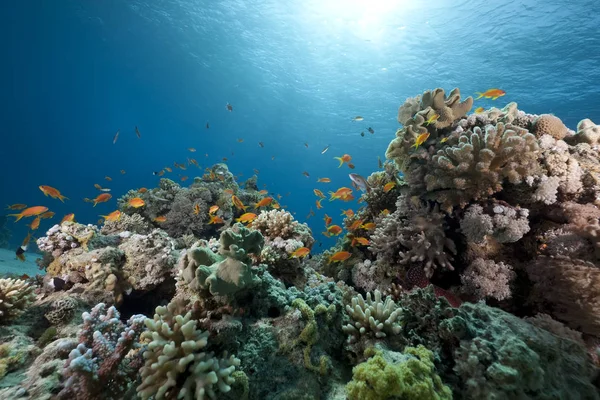 Oceán Korály Ryby Odlovené Rudém Moři — Stock fotografie