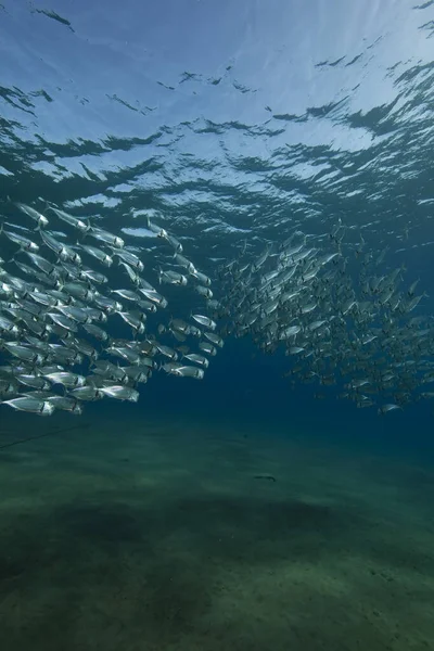 縞模様のサバと海 — ストック写真