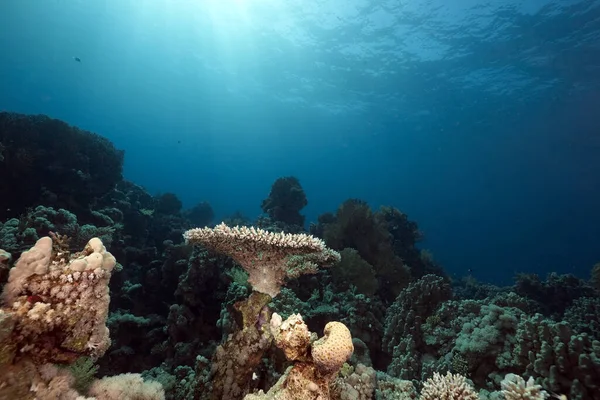 Ocean Coral Fish Taken Red Sea — Stok fotoğraf