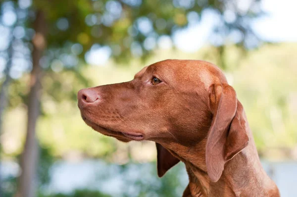 Een Close Shot Van Een Vizsla Hond Een Bos Met — Stockfoto