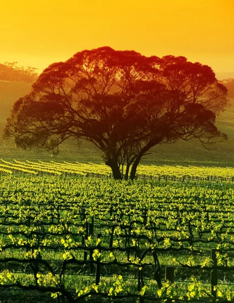 Large Tree Vineyard Stock Photo