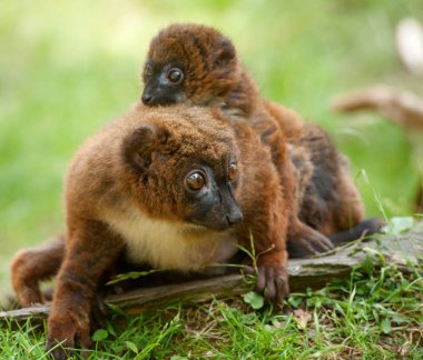 Cute Red-bellied Lemur with baby (Eulemur rubriventer) clipart