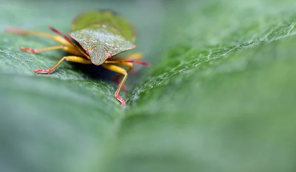 Close Bug Natureza Selvagem — Fotografia de Stock