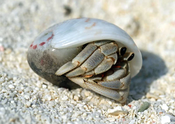 Droomvakantie Het Eiland Malediven — Stockfoto