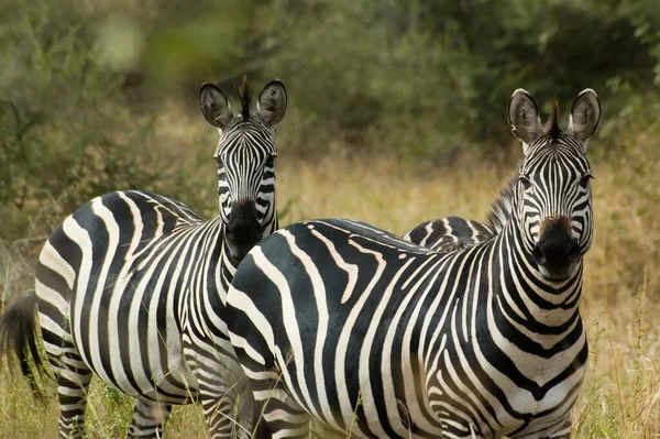 Preto Branco Zebras Animais Flora Fauna — Fotografia de Stock