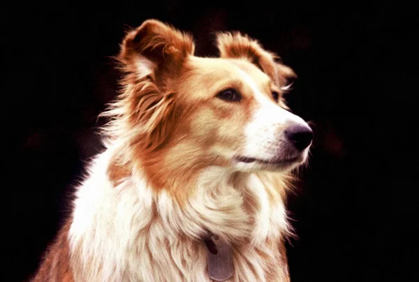 Bruine Rand Collie Raszuivere Hond Huisdier — Stockfoto