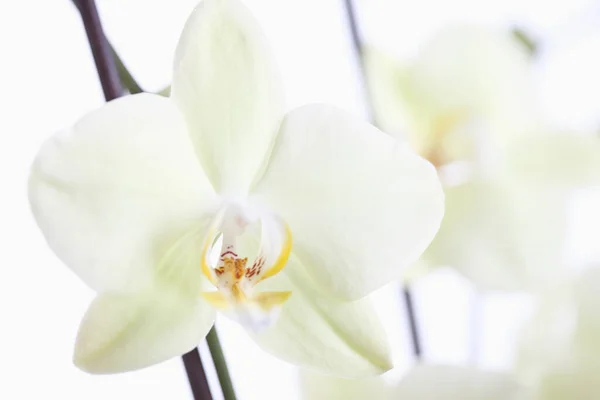 Orchidea Fiore Pianta Flora — Foto Stock
