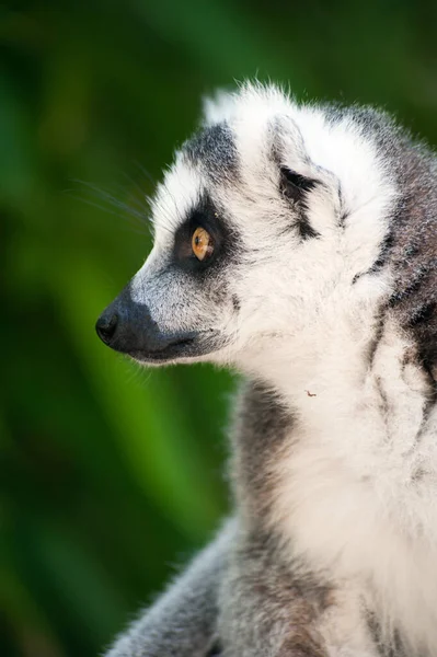 Close Dari Lemur Ekor Cincin Lucu — Stok Foto