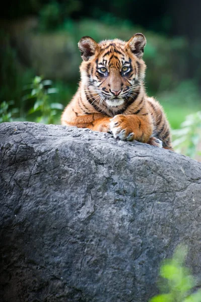 Randig Tiger Djur Rovdjur Vildkatt — Stockfoto
